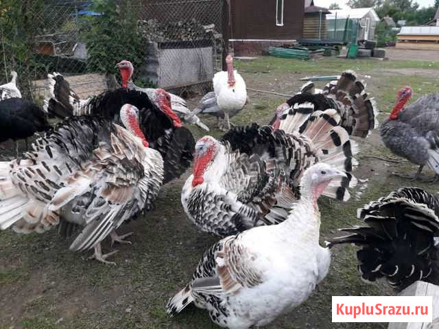 Яйцо индюшинное инкубационное Киржач - изображение 1
