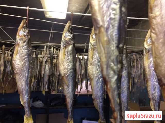 Корюшка Зубатка 23+ Хабаровск - изображение 1