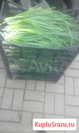 Зеленый лук Белгород - изображение 1