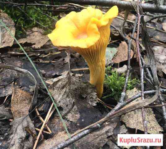 Лисички-гриб сушеный. Целебный Москва