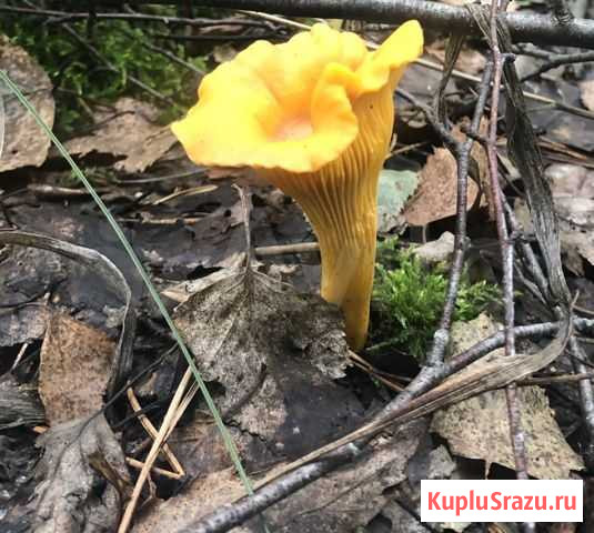 Лисички-гриб сушеный. Целебный Москва - изображение 1