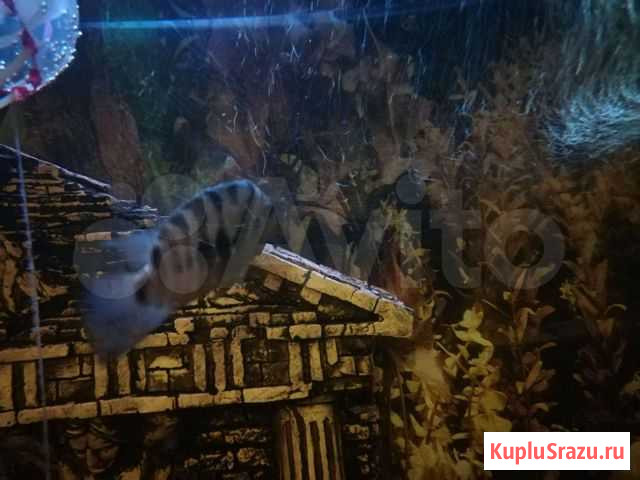 Рыба Череповец - изображение 1