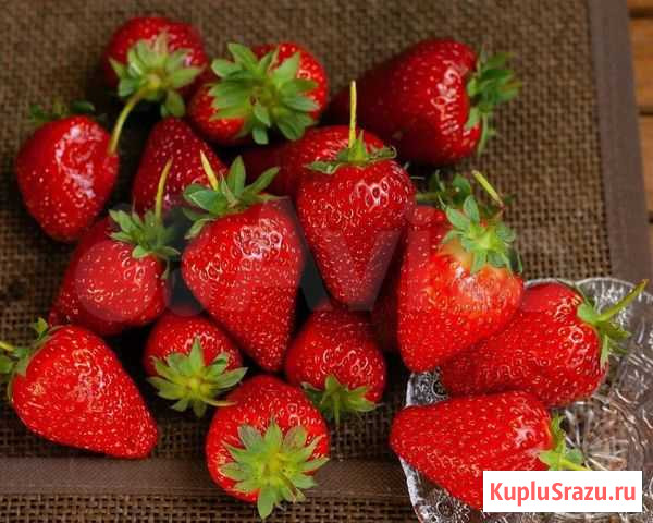 Клубника Саратов - изображение 1