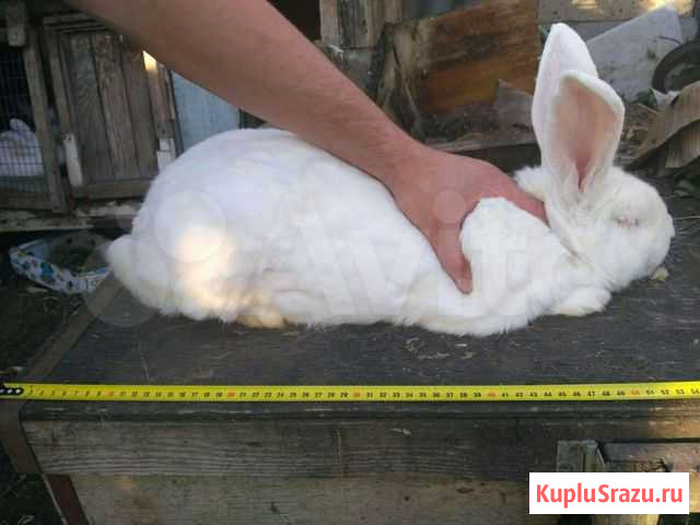 Кролы крупные Челябинск - изображение 1