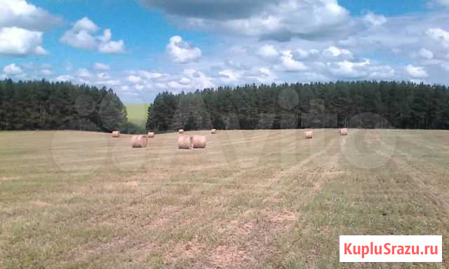 Сено в рулонах Красноармейское - изображение 1