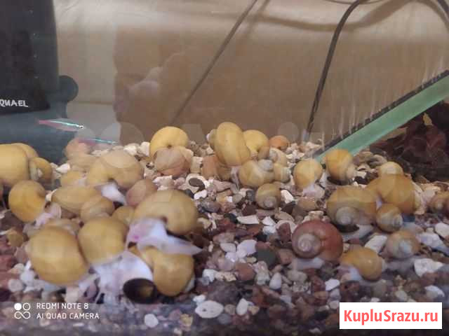 Улитки ампулярии Нижний Новгород - изображение 1
