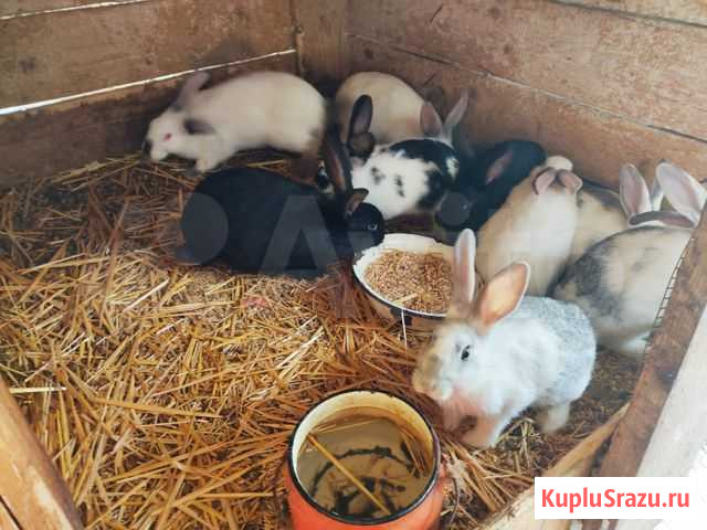 Кролики Керчь - изображение 1