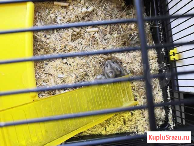 Джунгарский хомяк Краснодар - изображение 1