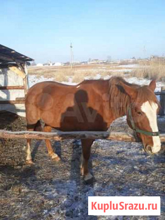 Продается кобыла 5 лет,выжеребка апрель-май Новоселезнево - изображение 1