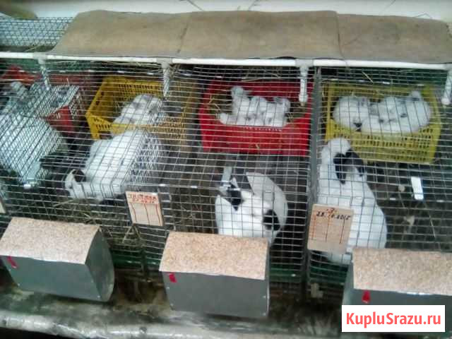 Калифорнийские кролики молодняк Киров - изображение 1
