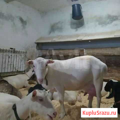 Зааненские козички Киржач - изображение 1