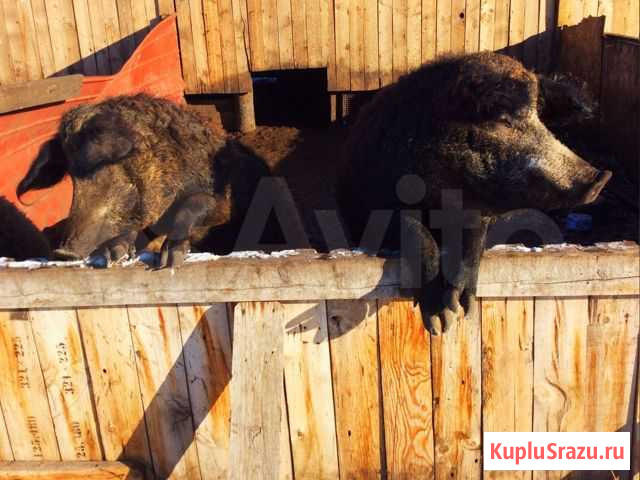 Матка венгерской мангалицы. Свинья на племя Красный Яр - изображение 1