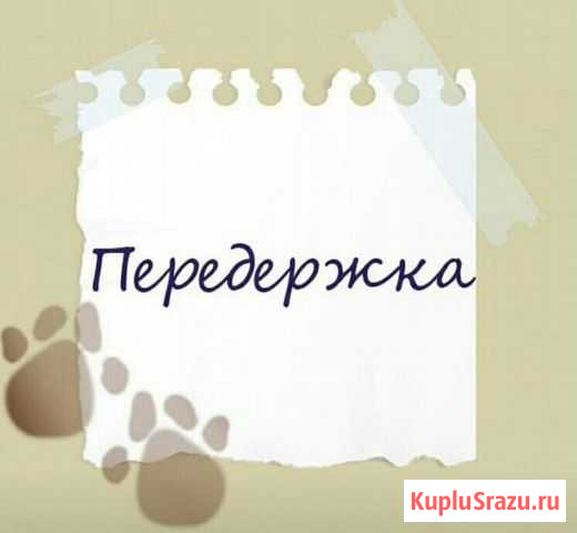 Передержка кошки Волжский - изображение 1