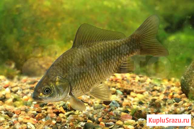 Живец карасик Ногинск - изображение 1