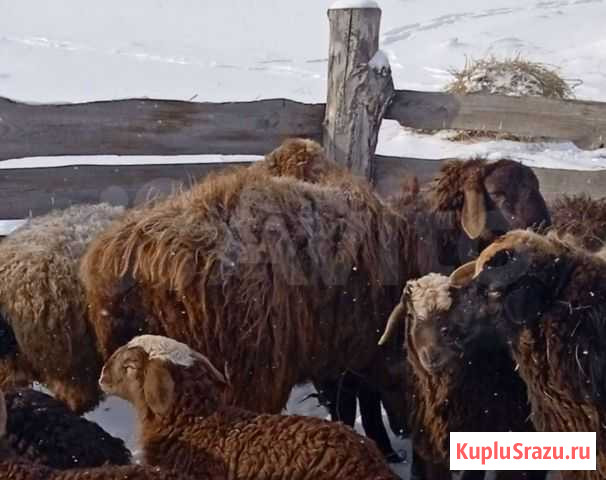 Баран Омск - изображение 1
