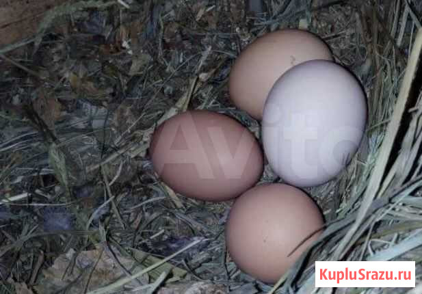 Домашние куриные яйца Красное-на-Волге - изображение 1