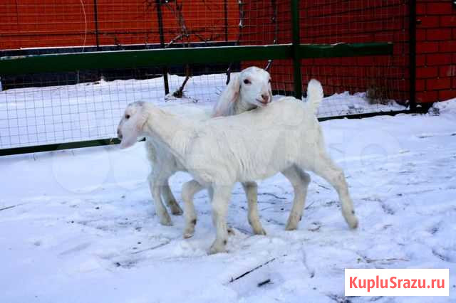 Ч.п.нубийская козочка Лебедянь - изображение 1