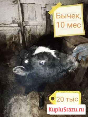 Телки нетели Мамонтово - изображение 1