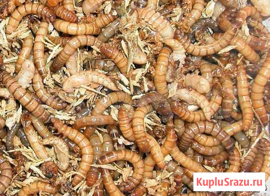 Кормовые насекомые Чита - изображение 1