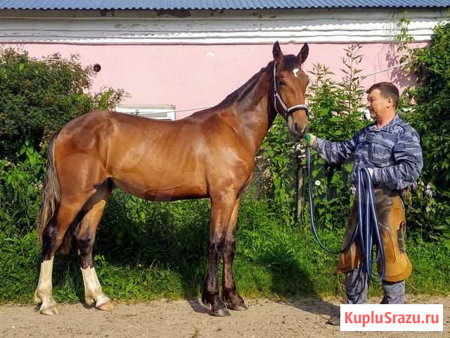 Жеребчик полувладимирец Коломна - изображение 1