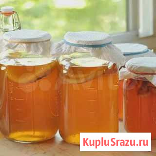 Чайный Гриб Йошкар-Ола - изображение 1