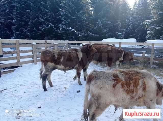 Быки симменталы 4 головы Альметьевск - изображение 1