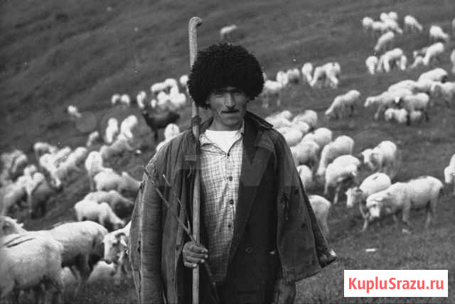 Чабан или пастух Южно-Сухокумск - изображение 1