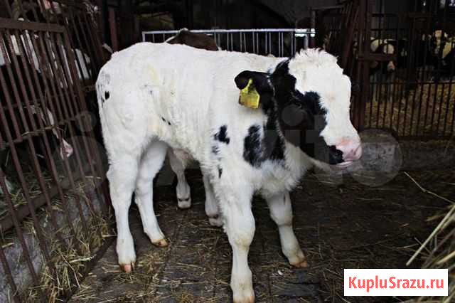 Продаю бычков - телочек Старобалтачево - изображение 1