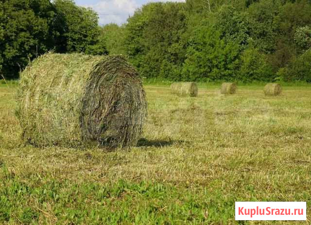 Сено Рыбинск - изображение 1