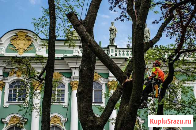 Валка аварийных деревьев частями, Обрезка деревьев Рощино - изображение 1