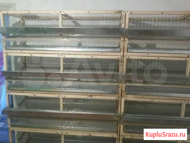 Клетки для перепелок Бийск - изображение 1