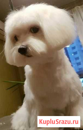 Стрижка собак и котов. В т. ч. выездной груминг Железнодорожный - изображение 1