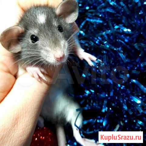 Крысята Клинцы - изображение 1