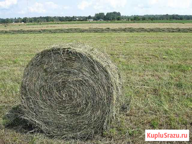 Сено луговое Бобровка - изображение 1