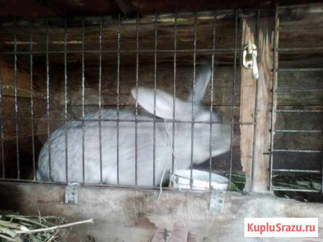 Кролики Горно-Алтайск - изображение 1