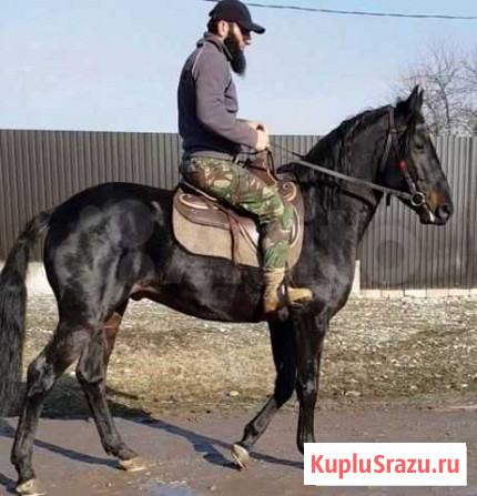 Жеребец Корочаевской породы Урус-Мартан - изображение 1