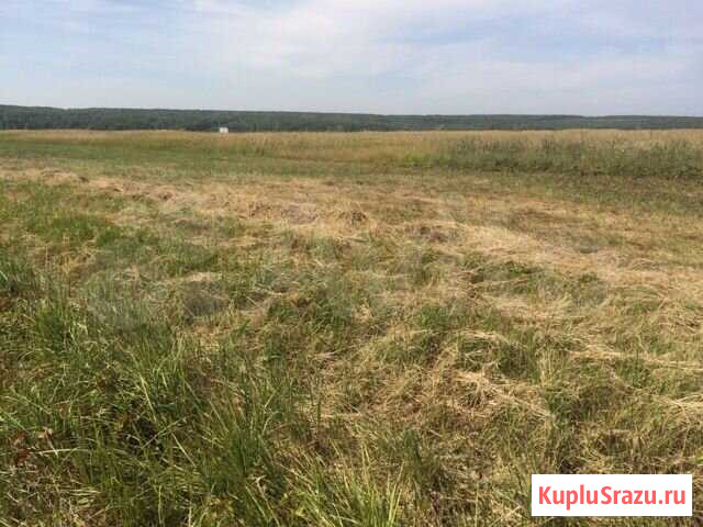 Продаётся сено луговое разнотравье 65 костёр Жигулевск - изображение 1