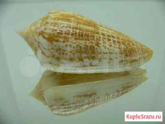 Морская раковина (ракушка) - Conus armadillo Владивосток