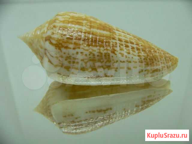 Морская раковина (ракушка) - Conus armadillo Владивосток - изображение 1
