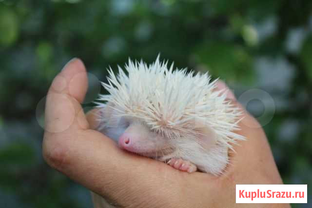 Ежик африканский карликовый Карачев - изображение 1