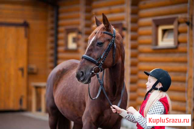Конный клуб. Прогулки и обучение верховой езде Голицыно - изображение 1
