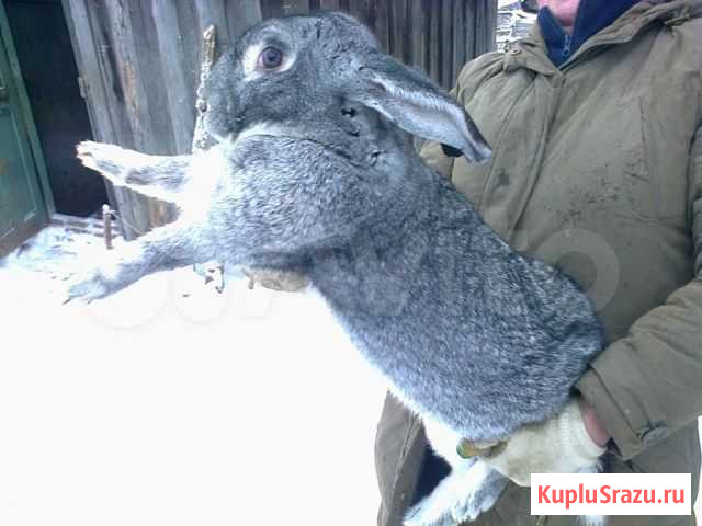 Кролики породы Шиншилла Полазна - изображение 1