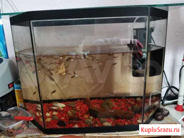 Аквариум, рыбы Киров - изображение 1