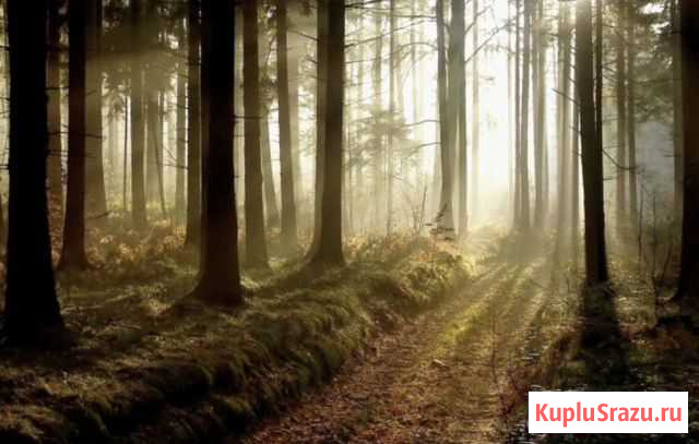 Справки на лес Вологда - изображение 1