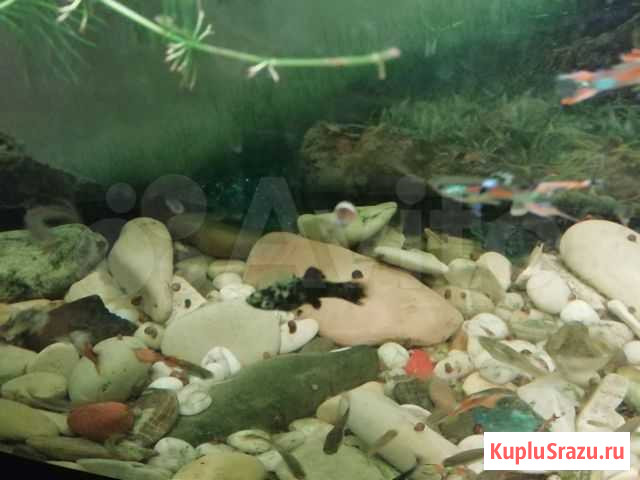 Рыба Рассказово - изображение 1