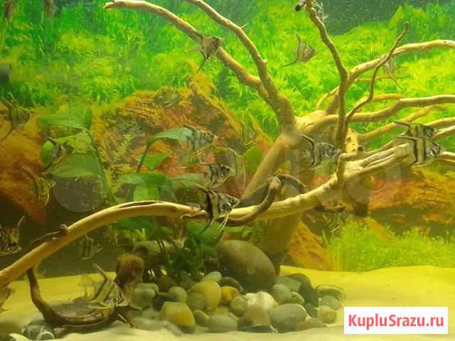 Аквариумные рыбки Ковров - изображение 1