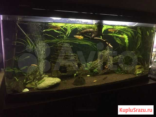 Аквариум с тумбой Краснодар - изображение 1