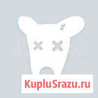 Продаётся тёлочка и бычок Ишим - изображение 1