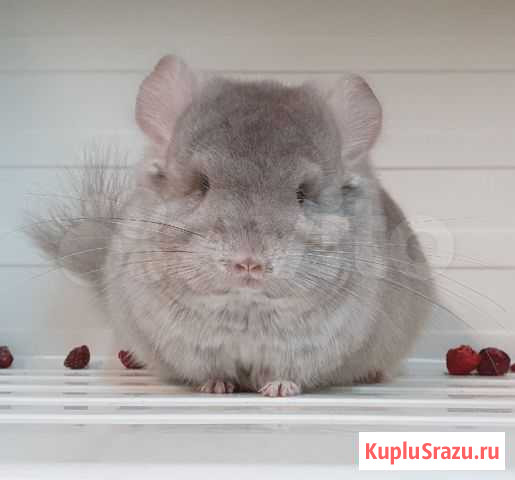 Шиншилла Челси Санкт-Петербург - изображение 1