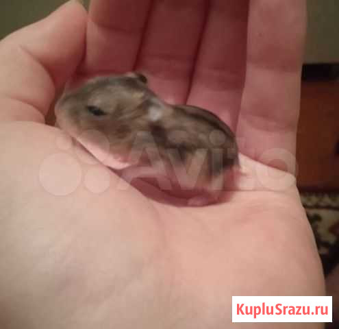 Джунгарский хомяк Златоуст - изображение 1